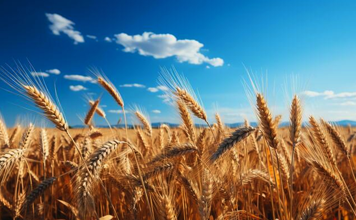 Wheat An Essential Crop for Sustaining Food Security and Boosting Economic Growth